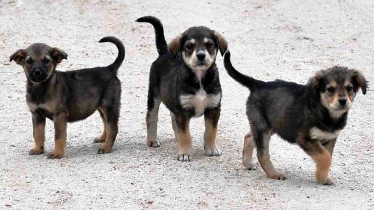 Στείρωσε το ζώο σου: Πανελλαδική καμπάνια για το πρόβλημα των αδέσποτων