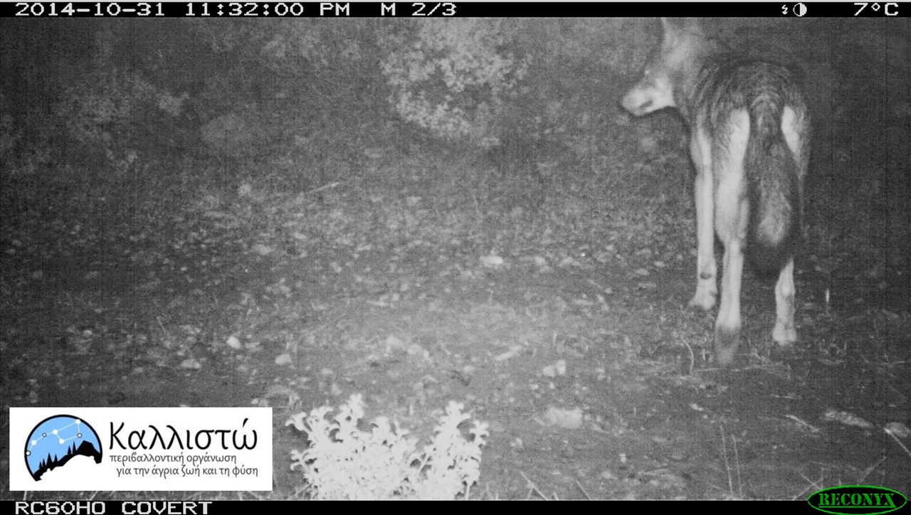 Φωτογραφία-ντοκουμέντο από τις θερμικές κάμερες της περιβαλλοντικής οργάνωσης 'Καλλιστώ'