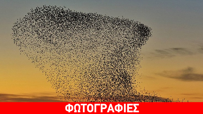 Σμήνη πουλιών «ζωγραφίζουν» τον ουρανό!