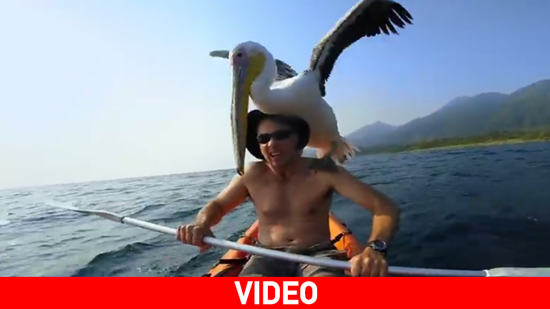 O φίλος μου ο πελεκάνος