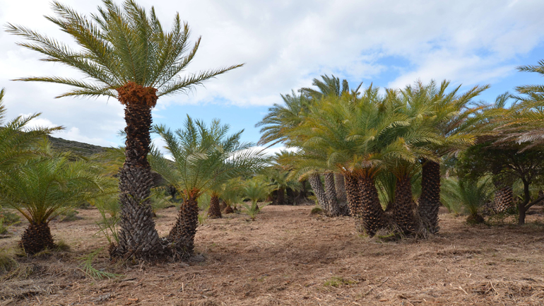 Το κόκκινο σκαθάρι απειλεί το φοινικόδασος του Βάι