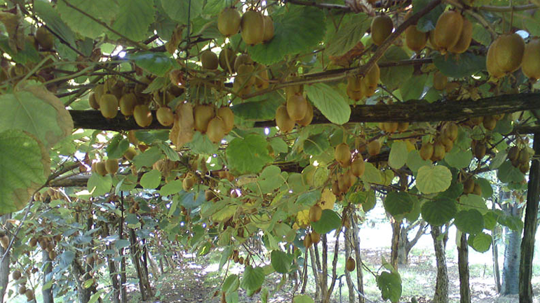 Δωρεάν διανομή ακτινιδίων στον Δήμο Παλλήνης