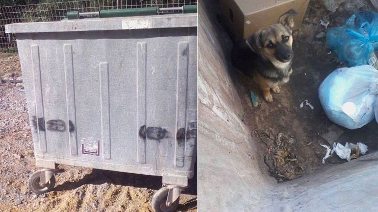 Κρήτη: Πέταξαν κουτάβι στα σκουπίδια