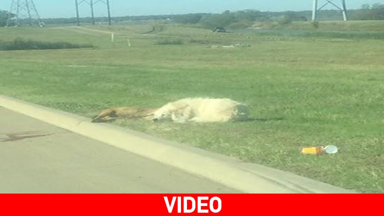 Πιστός φίλος ακόμα και στον θάνατο