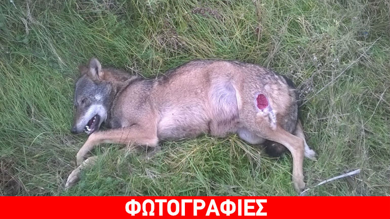 Κοζάνη: Αρσενικός λύκος βρέθηκε νεκρός