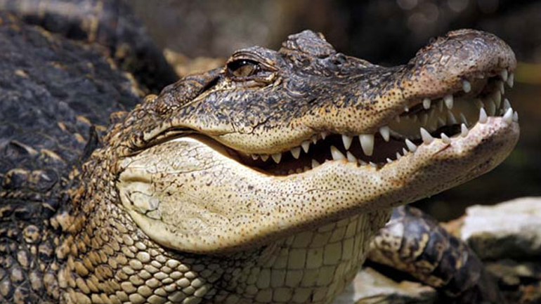 Ινδονησία: Προτείνουν κροκόδειλους στην θέση των δεσμοφυλάκων