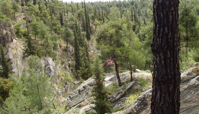 Πρωτοβουλία αναδάσωσης στο Σέιχ Σου