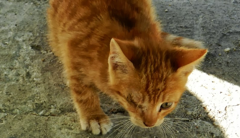 «Καμπάνες» για κακοποίηση γατιών στην Κρήτη