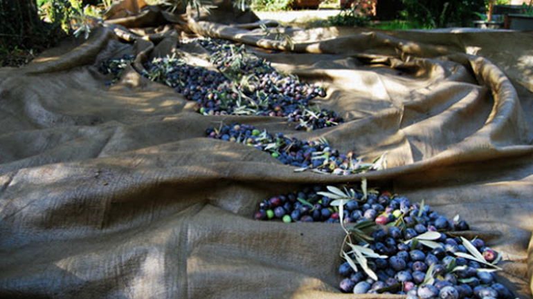 Kαβάλα: 74χρονος σκοτώθηκε μαζεύοντας ελιές!