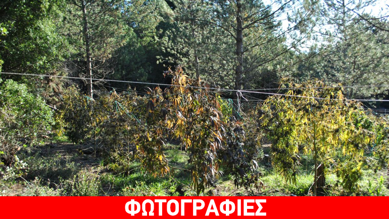Εντοπίστηκε φυτεία με 1.532 δενδρύλλια κάνναβης στη Φθιώτιδα