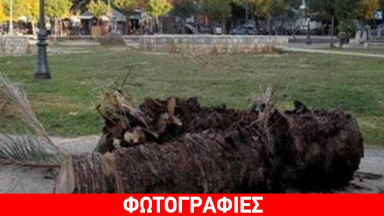 Πάτρα: Το…σκαθάρι «έφαγε» και τον 12ο φοίνικα στα Ψηλά Αλώνια