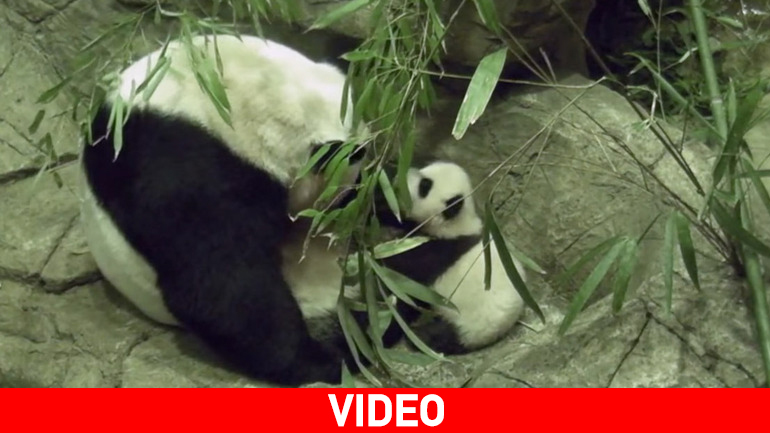 Ουάσινγκτον: Ένα Πάντα κάνει τα πρώτα του βήματα…