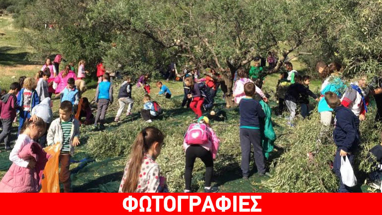 Παραγωγή ελαιόλαδου σε δημοτικό σχολείο