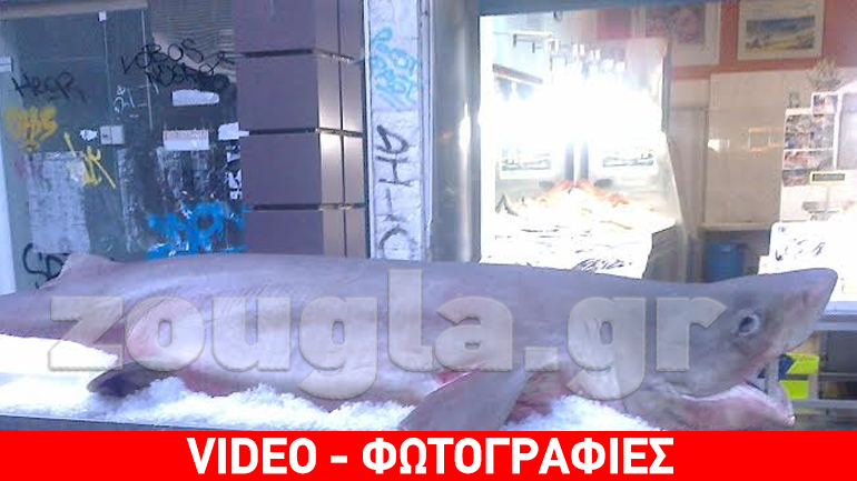 Kαρχαρίας στο… Μαρούσι