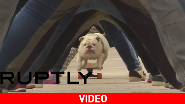 To μπουλντόγκ έκανε πατίνι και έσπασε κάθε ρεκόρ! To μπουλντόγκ έκανε πατίνι και έσπασε κάθε ρεκόρ!