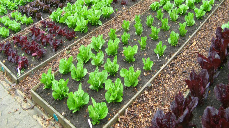 Δημοτικός λαχανόκηπος δημιουργείται στην Ελευσίνα