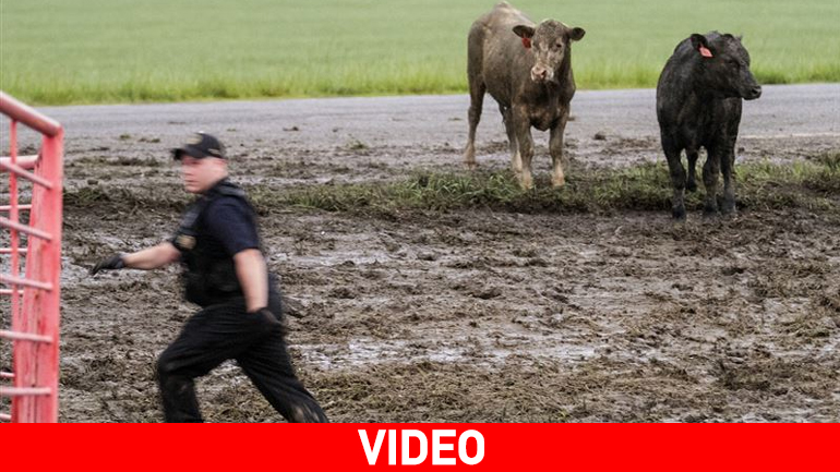 Τέξας: Ο αυτοκινητόδρομος γέμισε… αγελάδες!