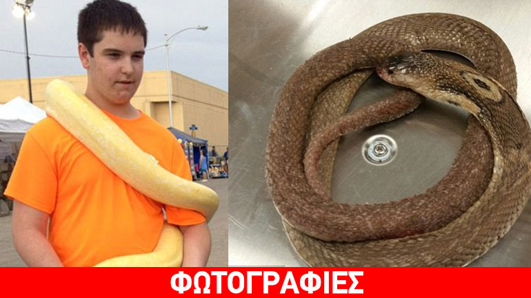 ΗΠΑ: 18χρονος πέθανε βάζοντας την κόμπρα του να τόν τσιμπήσει