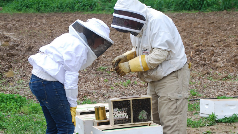 Η μελισσοκομία έχει προϊστορία τουλάχιστον 8.500 ετών