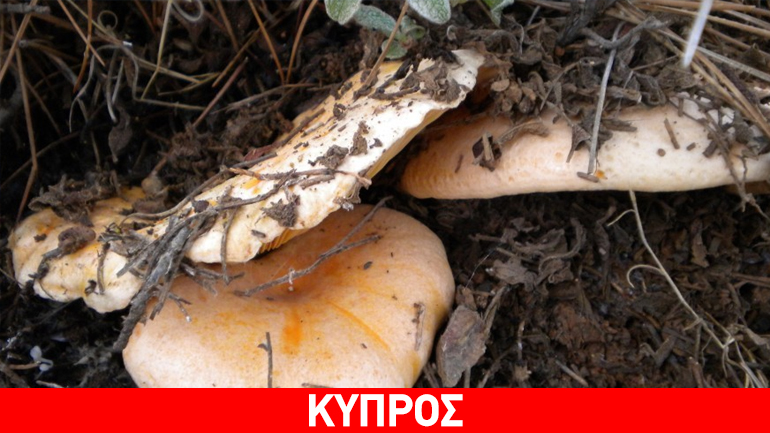 Κύπρος: Περιπολίες για τη σωστή συλλογή μανιταριών