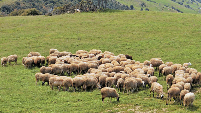 Κατατέθηκε στη Βουλή το σχέδιο νόμου για τα βοσκοτόπια