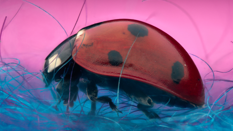 Η φωτογραφική μηχανή Sony α7R II φέρνει πολύ κοντά τον μικρόκοσμο των ασπόνδυλων