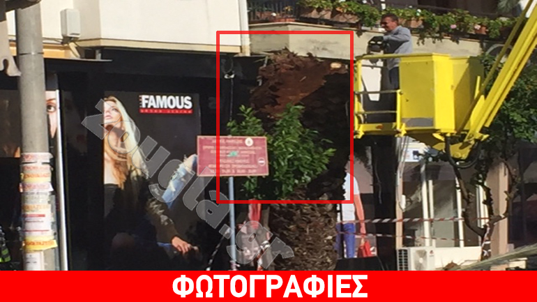 Το κόκκινο σκαθάρι εξαφανίζει τους ιστορικούς φοίνικες της Άμφισσας