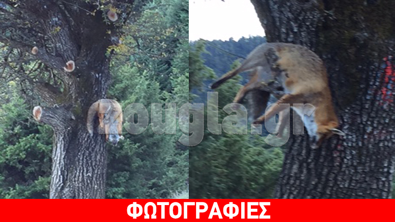 Σοκ: Σκότωσαν και κρέμασαν σε δέντρο αλεπού στη Γκιώνα