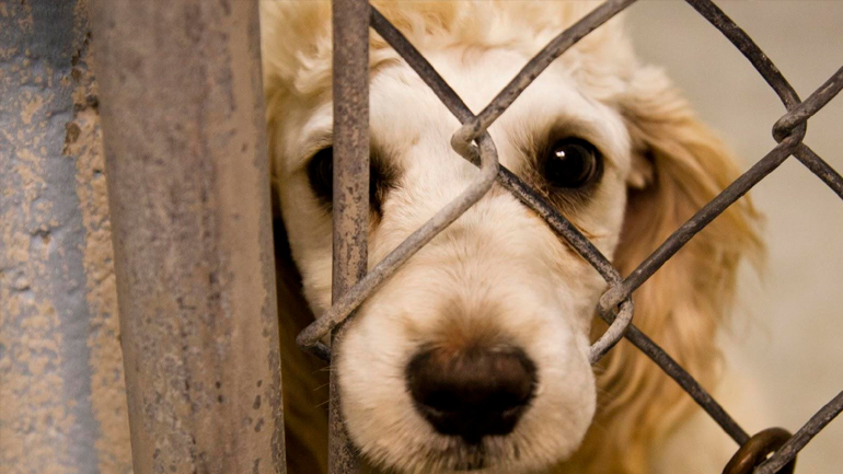 Παρέμβαση Κουτζαμάνη για υπόθεση κακοποίησης ζώου στην Κόρινθο
