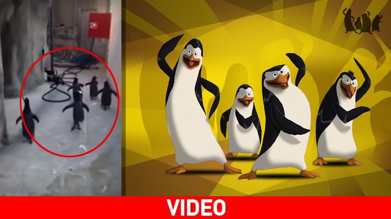 Απόπειρα απόδρασης πιγκουίνων αλά Μαδαγασκάρη