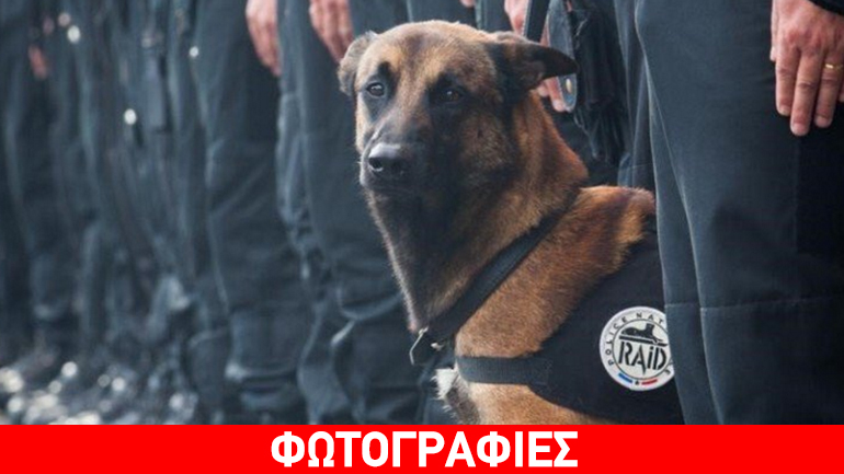 Φόρος τιμής στον σκύλο-ήρωα του Σεν Ντενί