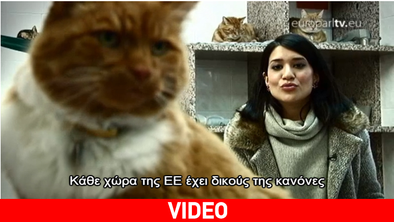 Eγκαταλείπουν κατοικίδια σε καταφύγια ανά την Ευρώπη χωρίς νομική προστασία