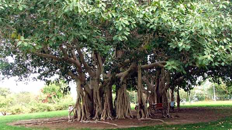 Ινδία: Φύτευση δύο δισ. δέντρων και δημιουργία 300.000 θέσεων εργασίας