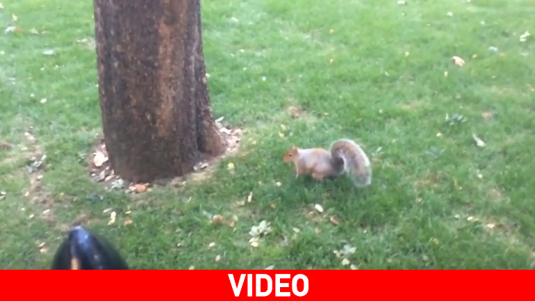 Σκιουράκι κλέβει τις εντυπώσεις στο Central Park της Νέας Υόρκης