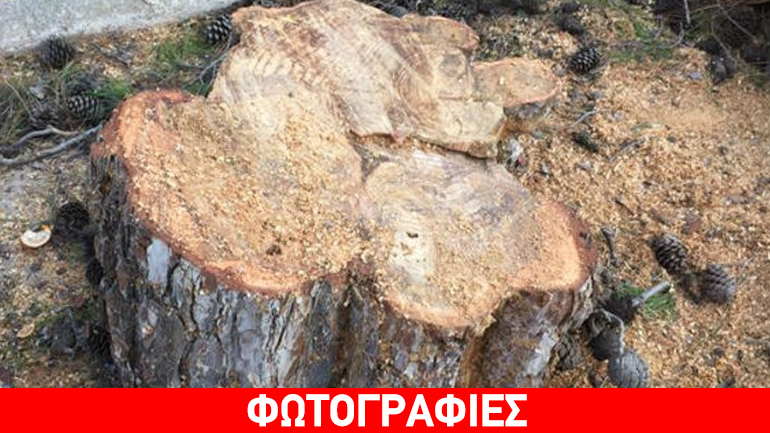 Έκοψαν πεύκο 200 ετών στο Δίλοφο της Βάρης