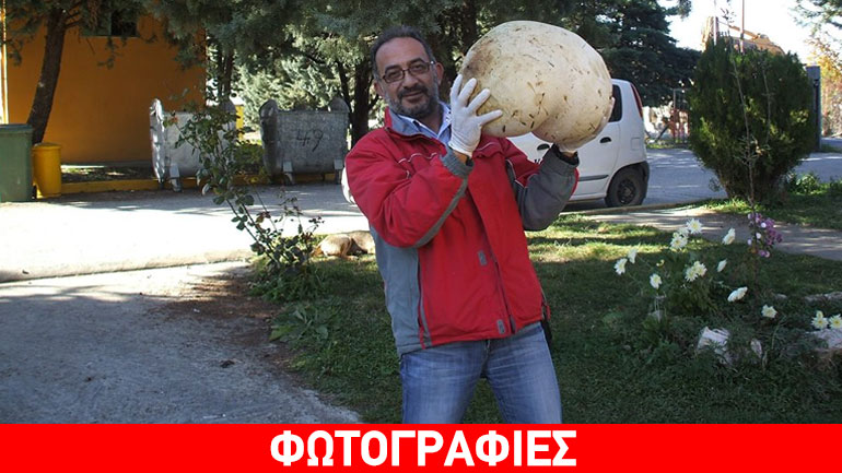 Μανιτάρι-γίγαντας πάνω από δέκα κιλά στην Καστοριά