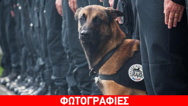 Γαλλία: Κουτάβι δώρο από τη ρωσική αστυνομία μετά τον θάνατο της Ντίζελ