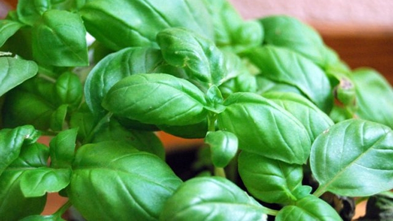 Μάσκα με φύλλα βασιλικού για λάμψη