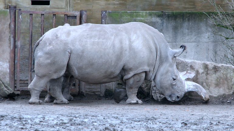 Πέθανε ένας από τους 4 τελευταίους λευκούς ρινόκερους του Βορρά