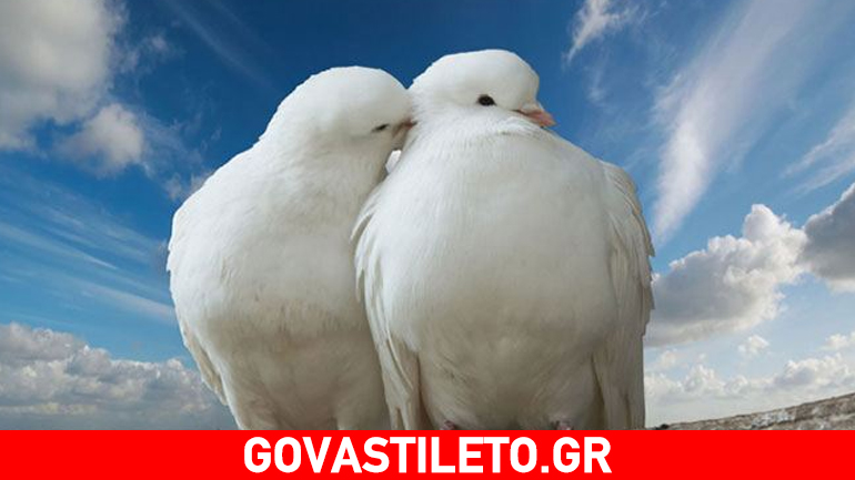 Τα περιστέρια μπορούν να διαγνώσουν τον καρκίνο του μαστού