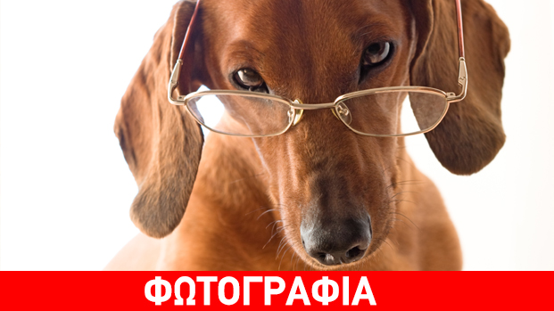 Σεμινάριο για την αρμονική συνύπαρξη με το αγαπημένο μας τετράποδο