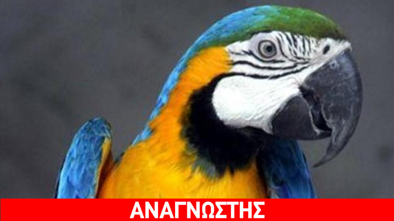 Ο παπαγάλος το ‘σκασε!