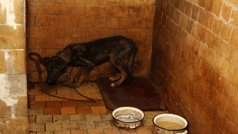 Εν έτει 2015: Η Δανία απαγόρευσε τους οίκους ανοχής για κτηνοβάτες