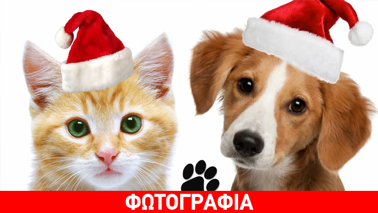 Χριστουγεννιάτικο bazaar από το «Αδεσποτολόγιο»