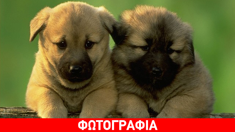 Στις 28-29 Νοεμβρίου το Χριστουγεννιάτικο Bazaar του Συλλόγου «Μέριμνα»