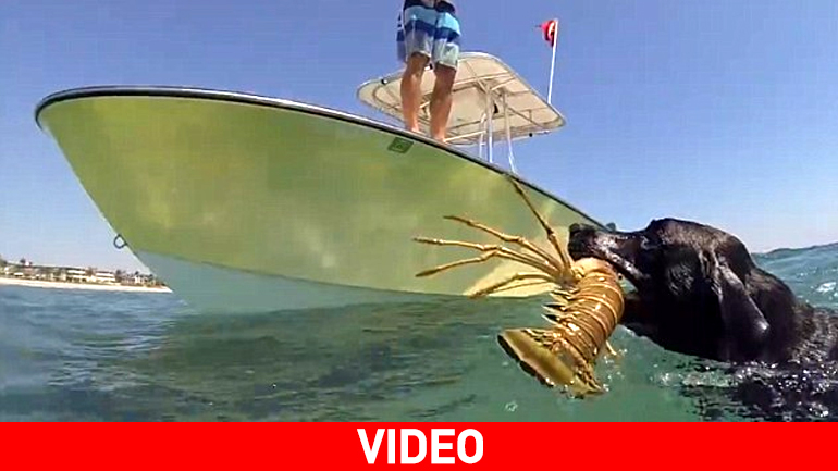 Τετράποδοι ψαράδες!