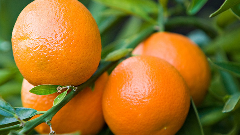 Μανταρίνι: Φρούτο του χειμώνα και «φίλος» της υγείας μας