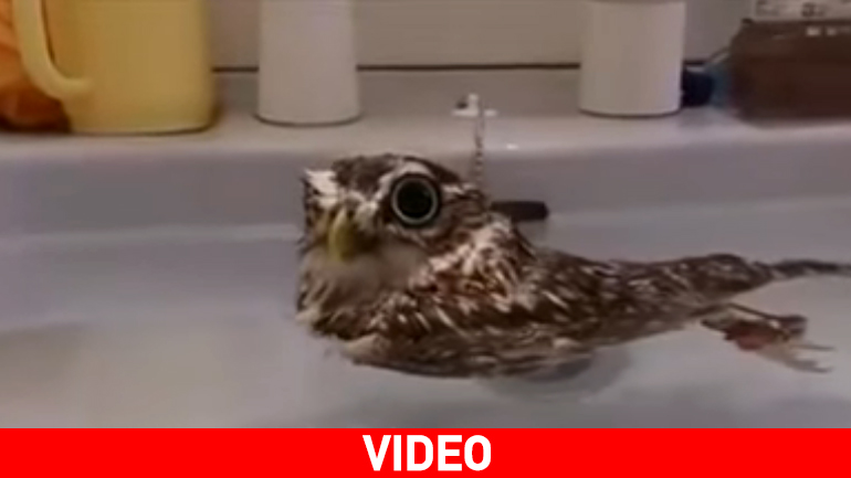 Κουκουβάγια… δεινός κολυμβητής!