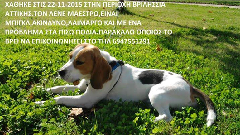 Αίσιο τέλος για σκυλάκι στη περιοχή των Βριλησσίων