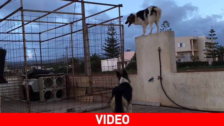 Σκύλος-κομάντο στο Ρέθυμνο